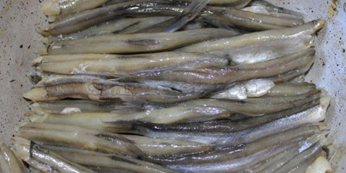 fresh capelin