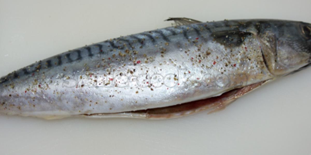 gutted mackerel