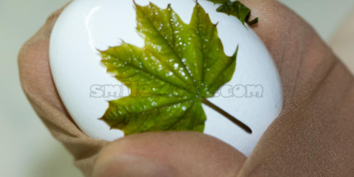 egg with leaf