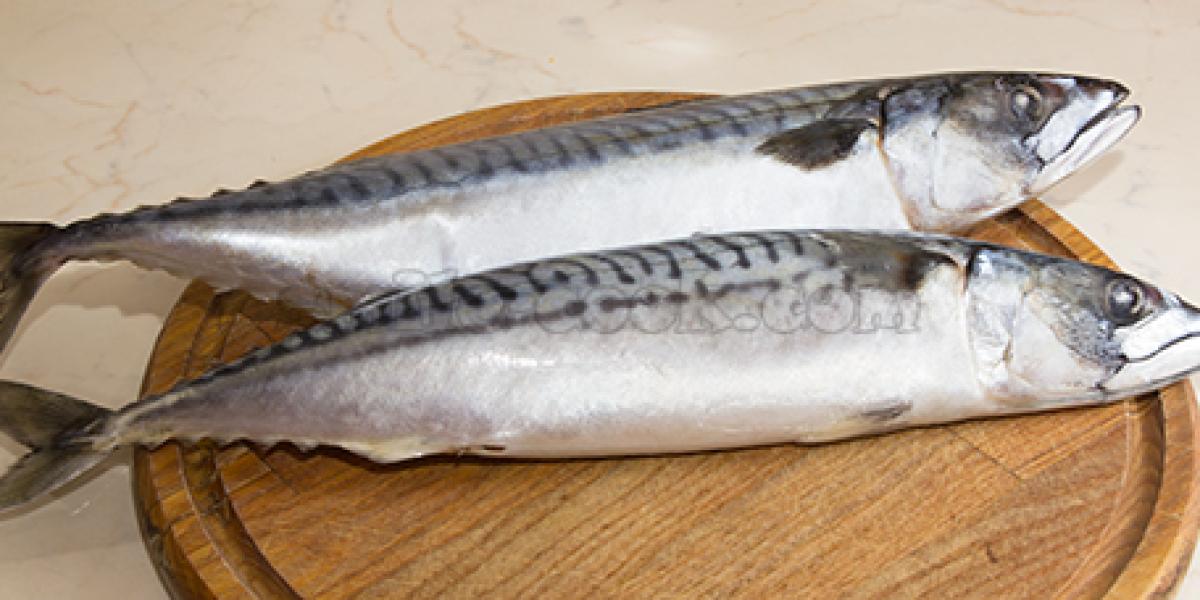 mackerel